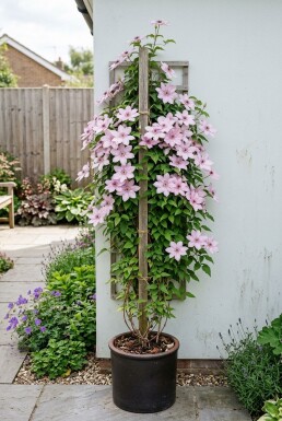 Clematis 'Hagley Hybrid' Stab