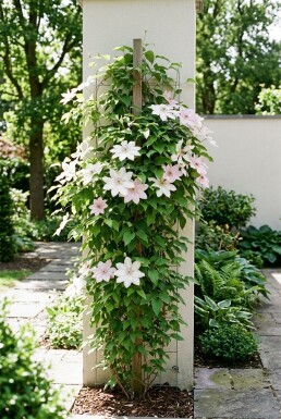 Clematis 'Jan Pawel II' am Stab