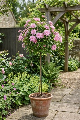 Clematis 'Joe' Stab