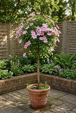 Clematis 'Joe' Stab