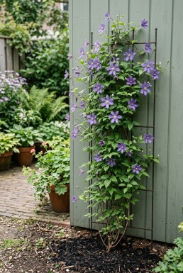 Clematis 'Joe' Stab