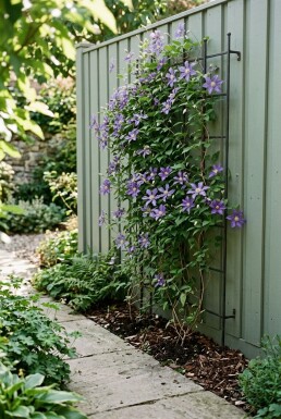 Clematis 'Joe' Stab