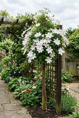 Clematis 'Kathleen Dunford' Stämmchen