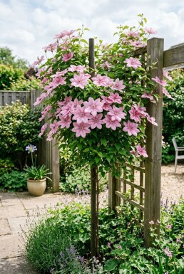 Clematis 'Margaret Hunt' Stab