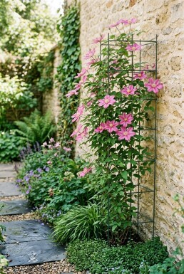 Clematis 'Margaret Hunt' Stab