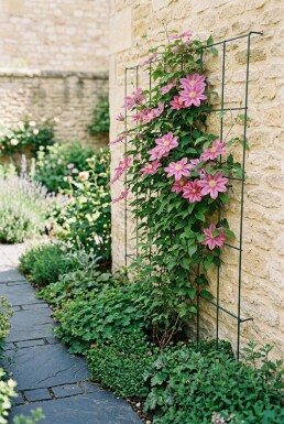 Clematis 'Margaret Hunt' Stab
