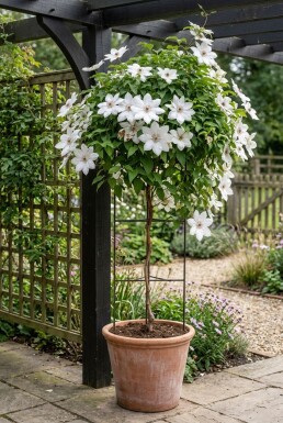Clematis 'Miss Bateman' Stab