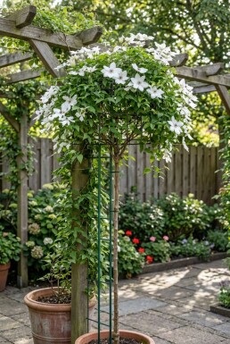 Clematis 'Miss Bateman' Stab