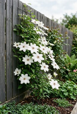 Clematis 'Miss Bateman' Stab