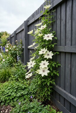 Clematis 'Miss Bateman' Stab