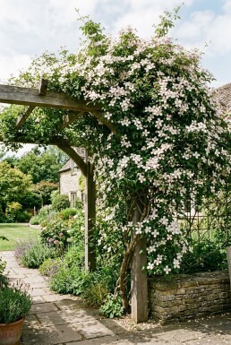 Clematis montana am Stab