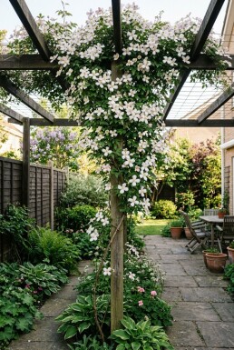 Clematis montana am Stab