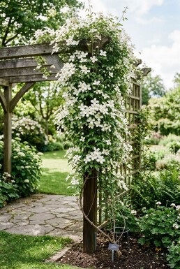 Clematis montana alba am Stab