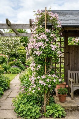Clematis montana 'Elizabeth' Gestockt