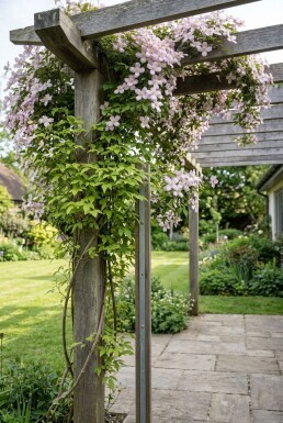 Clematis montana 'Fragrant Spring' Stab