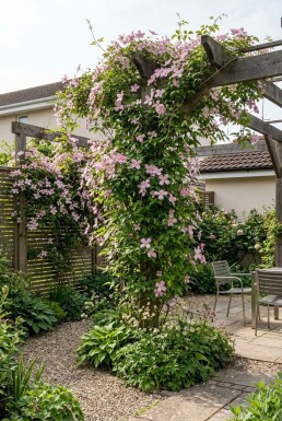 Clematis montana 'Freda' Stab