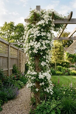 Clematis montana grandiflora Stab