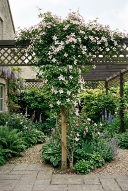 Clematis montana 'Marjorie' Stab