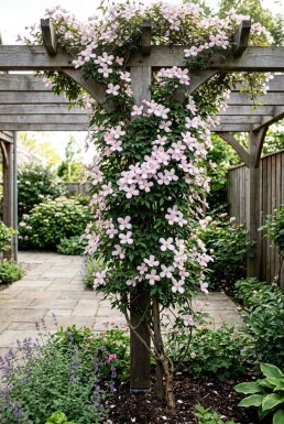 Clematis montana 'Mayleen' Stab