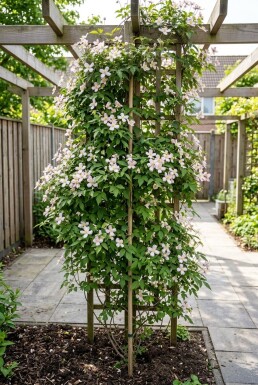 Clematis montana 'Mayleen' Stab