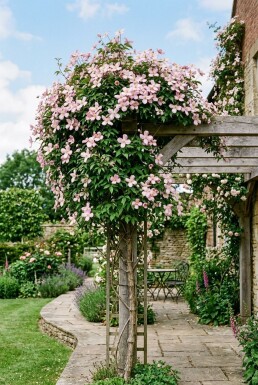 Clematis montana 'Pink Perfection' Stab