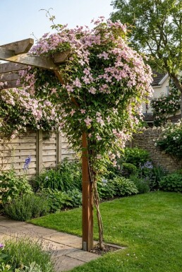 Clematis montana rubens Stab Berg-Waldrebe