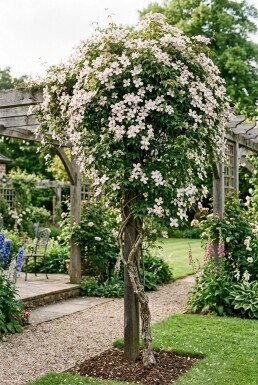 Clematis montana 'Superba' Gestäbt