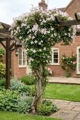Clematis montana 'Superba' Gestäbt