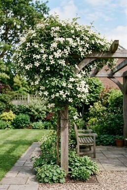 Clematis montana wilsonii Stab