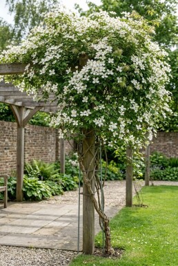 Clematis montana wilsonii Stab