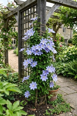 Clematis 'Mrs Cholmondeley' am Stab