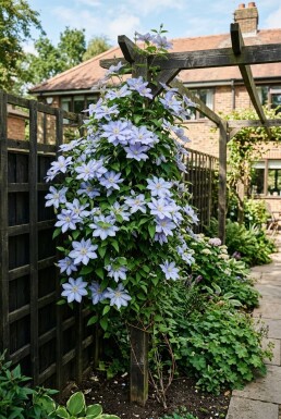 Clematis 'Mrs Cholmondeley' am Stab