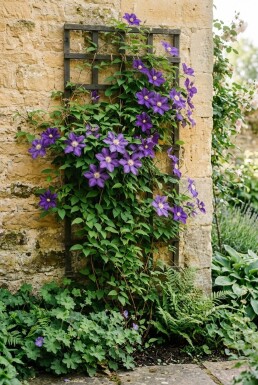 Clematis 'Mrs George Jackman' gestäbt