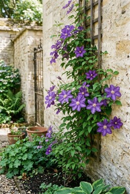 Clematis 'Mrs George Jackman' gestäbt