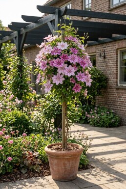 Clematis 'Piilu' Stab