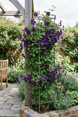 Clematis 'Polish Spirit' Stab