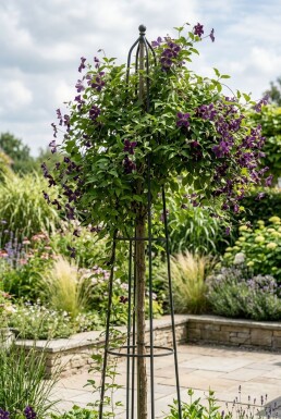 Clematis 'Polish Spirit' Stab