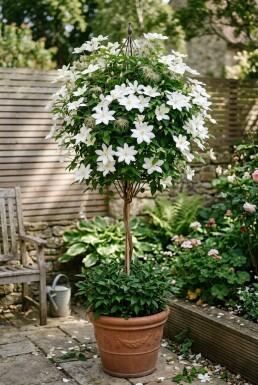 Clematis 'Shirayukihime' Stab