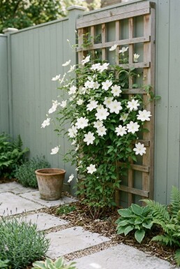 Clematis 'Shirayukihime' Stab