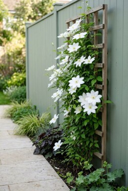 Clematis 'Shirayukihime' Stab