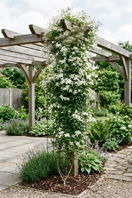 Clematis spooneri mit Stab