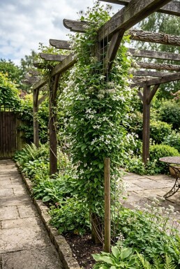 Clematis spooneri mit Stab