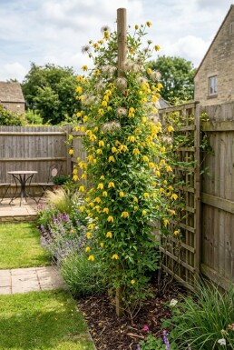Clematis tangutica Stab