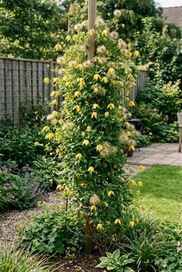 Clematis tangutica Stab