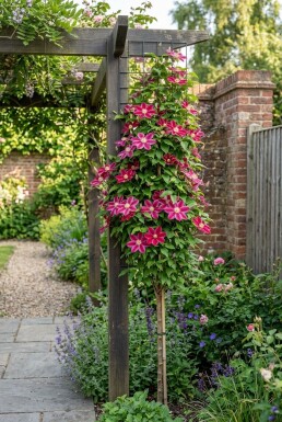 Clematis 'Ville de Lyon' Stab