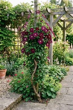Clematis 'Warszawska Nike' am Stab