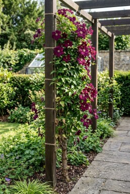 Clematis 'Warszawska Nike' am Stab