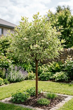 Cornus alba 'Elegantissima' Halbstamm
