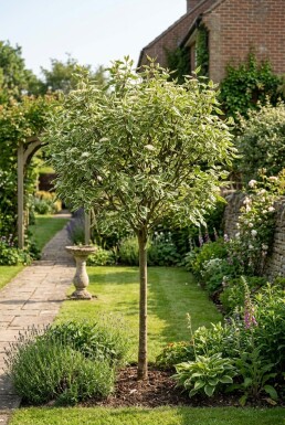 Cornus alba 'Elegantissima' Halbstamm
