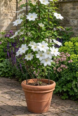 Clematis 'Snow Queen'